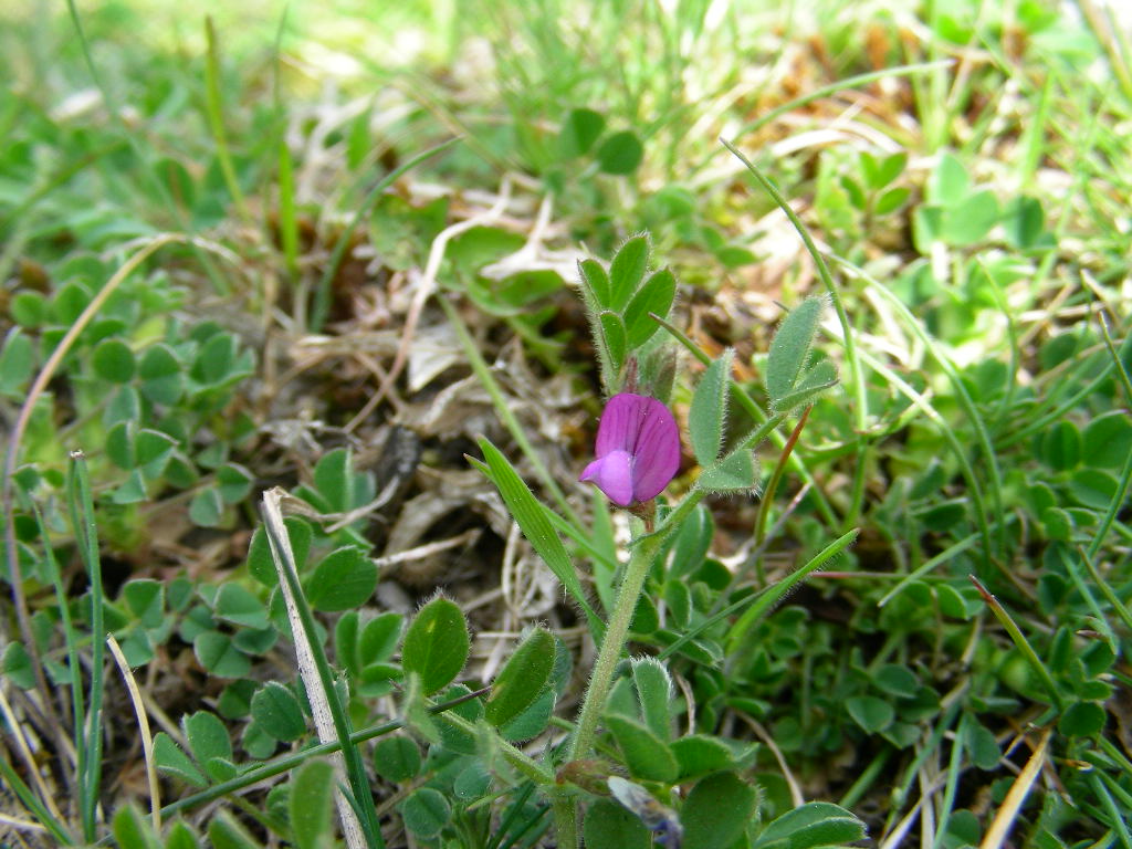 Vicia lathyroides